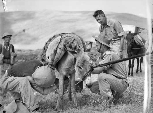 Members of C Company, 2/33rd Battalion loading up a donkey with rations and ammunition to supply troops occupying a strategic position overlooking one of the mountain roads to Merdjayoun (AWM 008205).